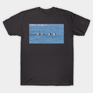 Canvasback Ducks Swimming Along a River T-Shirt